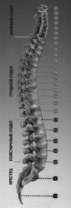 позвоночник