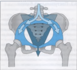 позвоночник и тазовое кольцо