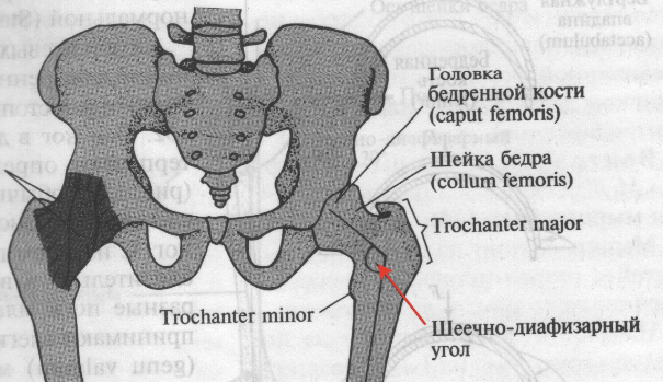 Ядро головки бедренной кости. Степень покрытия головки бедренной кости рентген. ШДУ тазобедренного сустава. Шеечно-диафизарный угол. Шеечно-диафизарный угол бедренной кости.